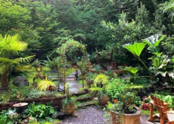 Backyard Oasis