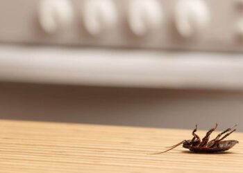 Cockroach Infestations