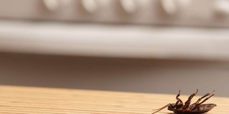 Cockroach Infestations