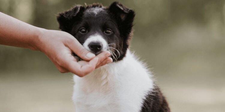 Create a Daily Schedule for Dogs