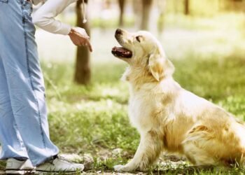 Managing Public Dog Tantrums: Tips for Handling Misbehavior in Public