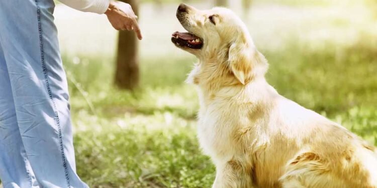 Managing Public Dog Tantrums: Tips for Handling Misbehavior in Public