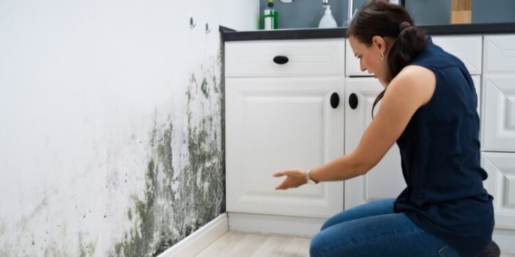 The Long-Term Effects of Mold on Your Home