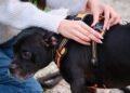 Training Your Dog with a Harness