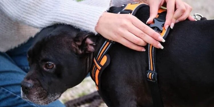 Training Your Dog with a Harness