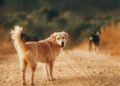 Understanding Behavioral Changes in Dogs as They Age