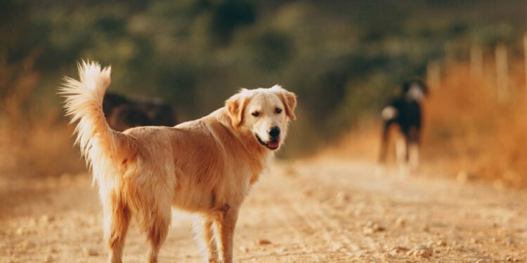 Understanding Behavioral Changes in Dogs as They Age
