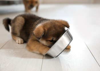 Your Puppy High-Quality Food