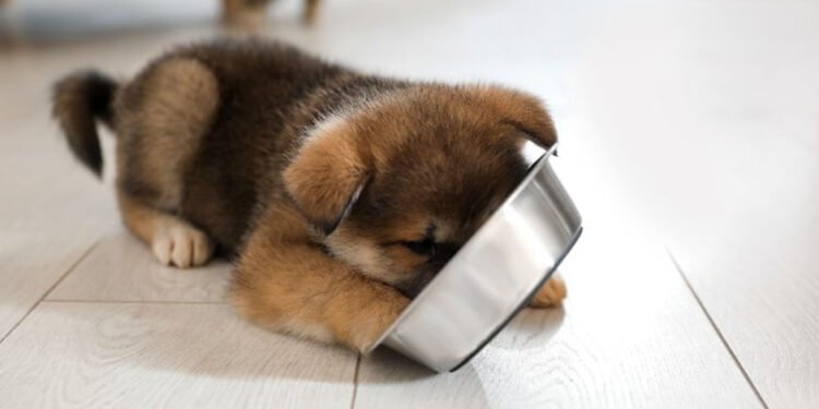 Your Puppy High-Quality Food