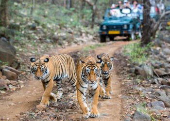 Indian safari adventure