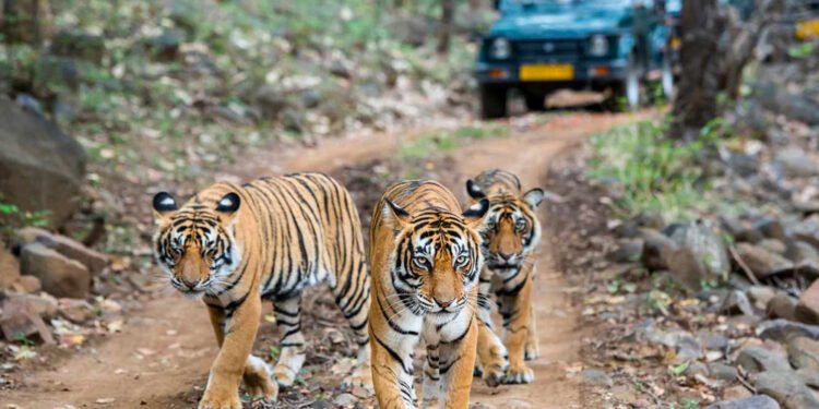 Indian safari adventure