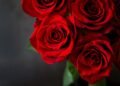 Rediscovering Classic Roses with a Modern Twist in Arrangements