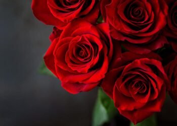 Rediscovering Classic Roses with a Modern Twist in Arrangements