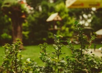 Sustainable Landscaping 101