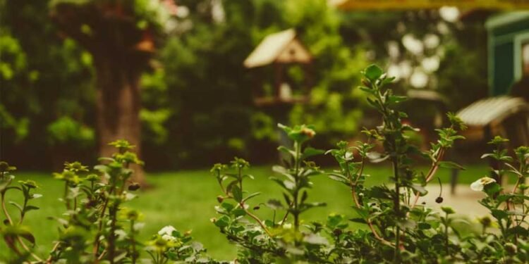 Sustainable Landscaping 101