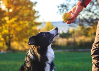 The Fundamentals of Dog Obedience Training