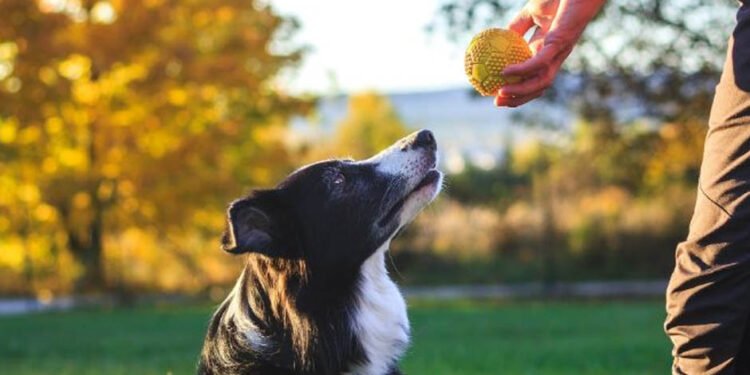 The Fundamentals of Dog Obedience Training