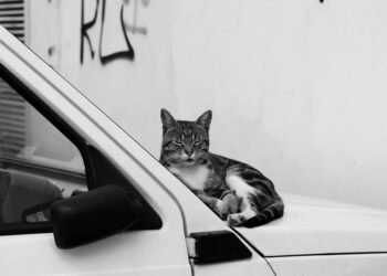 The Lazy Person’s Guide to a Fresh-Smelling Car 1