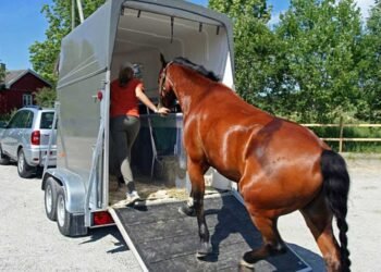 What You Need to Know Before Buying Horse Float