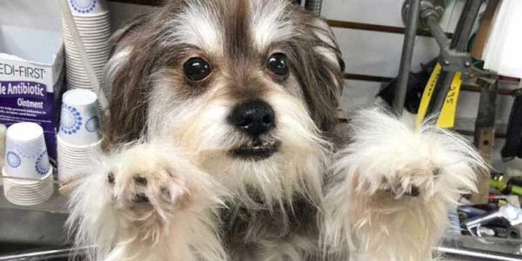 What is Freeze-Dried Pet Preservation
