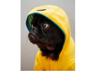 Do-Pets-Change-Behaviour-Over-the-Seasons