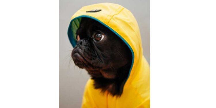 Do-Pets-Change-Behaviour-Over-the-Seasons