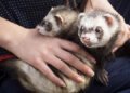 How to Become a Telepathic Animal Communicator: The Journey to Understanding Animal Souls