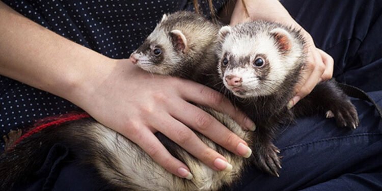 How to Become a Telepathic Animal Communicator: The Journey to Understanding Animal Souls