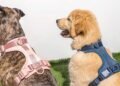 How to Clean and Maintain Your Dog’s Harness
