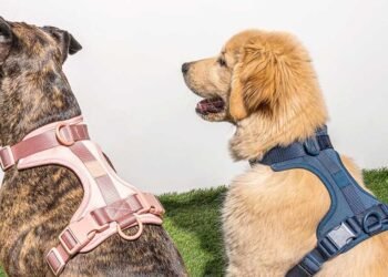 How to Clean and Maintain Your Dog’s Harness