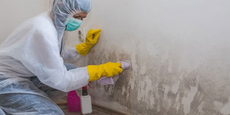 Is Mold Removal Affordable in Orlando?