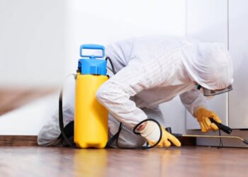 Effective Pest Control Solutions for a Safer Home