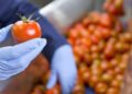 Why Transparency in the Food Supply Chain Is Essential