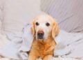 Common Signs of Illness in Dogs & When to Seek Veterinary Help
