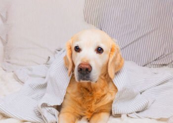 Common Signs of Illness in Dogs & When to Seek Veterinary Help