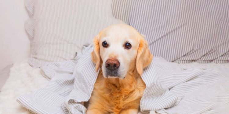 Common Signs of Illness in Dogs & When to Seek Veterinary Help