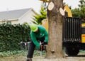 The Importance of Hiring a Professional Tree Removal Company