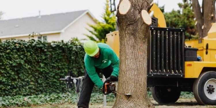 The Importance of Hiring a Professional Tree Removal Company