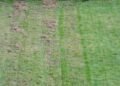 How to Tell If Your Lawn Needs More Than Just Water and Mowing