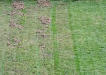 How to Tell If Your Lawn Needs More Than Just Water and Mowing