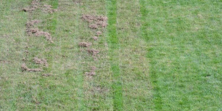 How to Tell If Your Lawn Needs More Than Just Water and Mowing