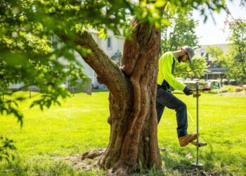 Nurturing Healthy Trees