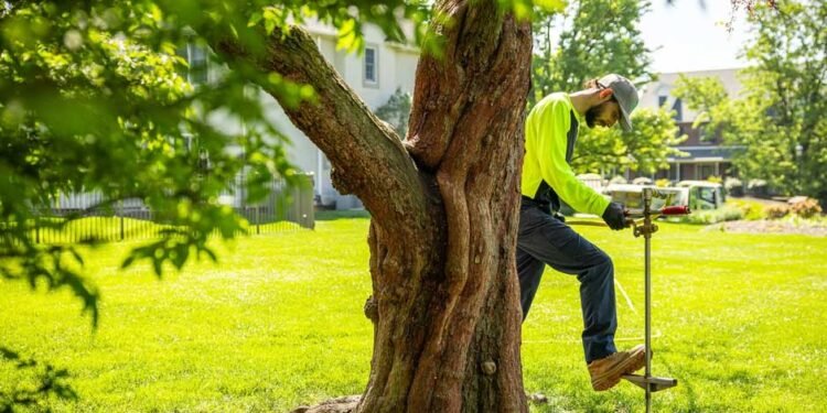 Nurturing Healthy Trees