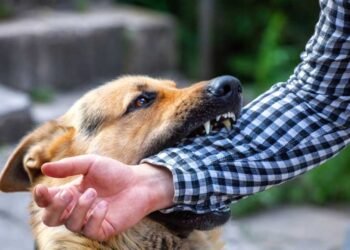 Steps to Take Immediately After a Dog Bite Injury