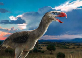 The Reign of Terror Birds: Apex Predators of Ancient South America