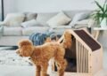 What Pet Owners Should Know About Modern Feeding Habits