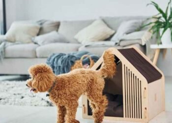 What Pet Owners Should Know About Modern Feeding Habits