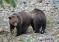 Bears and Tapeworms: An Insight into Wildlife Parasitology