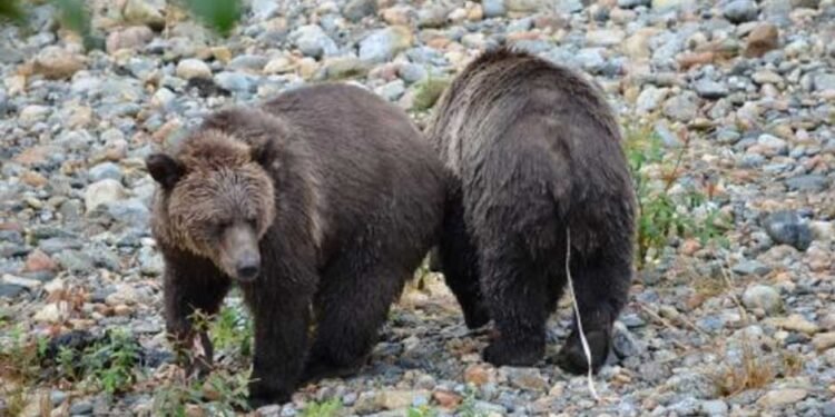 Bears and Tapeworms: An Insight into Wildlife Parasitology