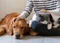 Peace of Mind for Pet Parents: What Your Pet Sitting Insurance Should Cover